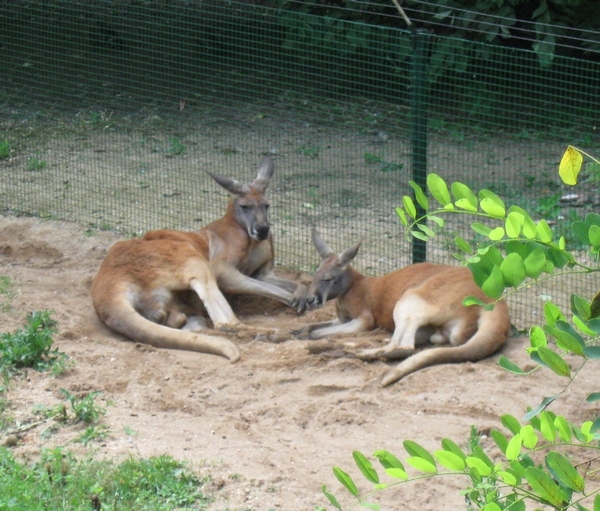 ZOO Plzeň 03