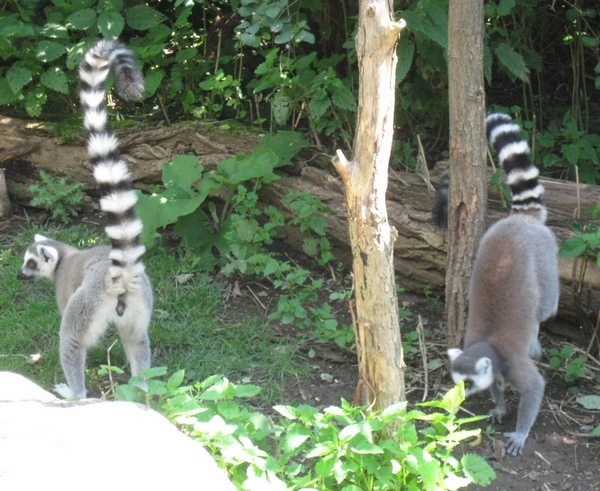 ZOO Plzeň 04