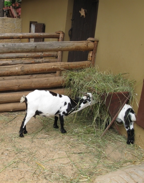 ZOO Plzeň 05