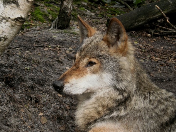 Zoo Děčín 07