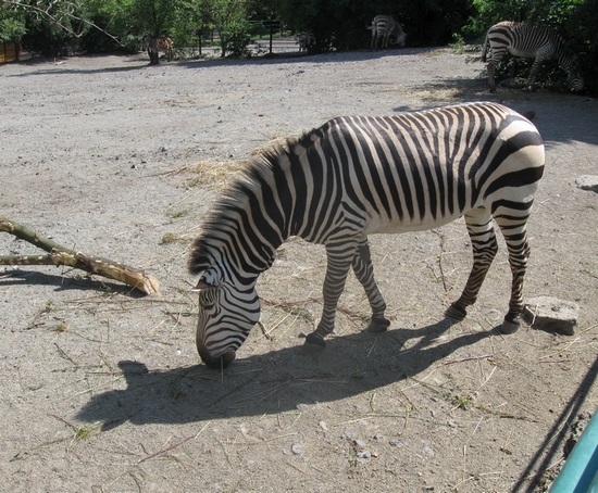 ZOO Ústí nad Labem 06